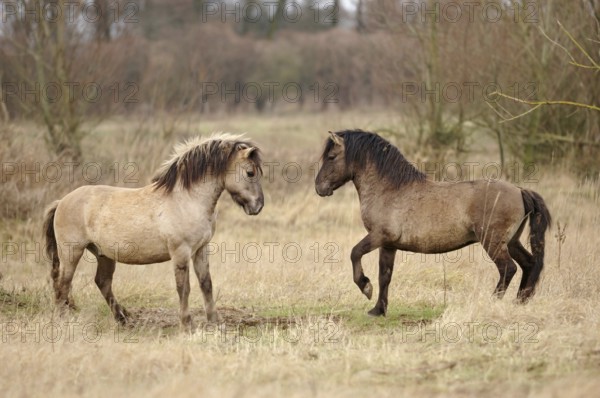 Resistant... Konik horses (Equus ferus), wild horses, wild ponies, robust, resistant horse species, pony species used in many places for grazing, keeping nature conservation areas free, native nature, Netherlands, Western Europe