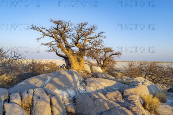 African baobab (Adansonia digitata), babobab with view over the salt pan in the evening light, Kubu Island (Lekubu), Sowa Pan, Makgadikgadi salt pans, Botswana