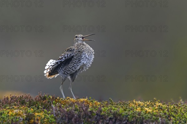 Great snipe (Gallinago media) male calling during courtship display at lek at dusk on tundra breeding ground in spring (June), Sweden, Scandinavia