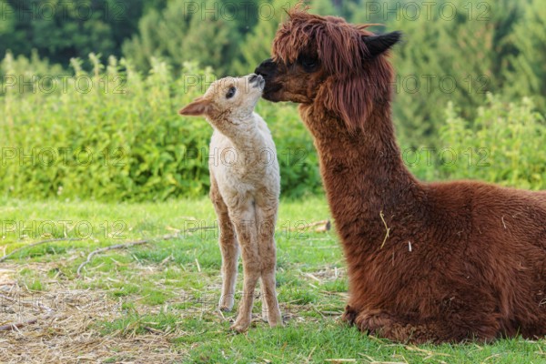 A freshly born white alpaca (Vicugna pacos) stands in front of its brown mother and sniffer on her snout (kisses her)