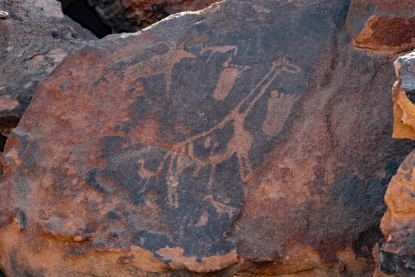 Depiction of feet and a giraffe, engravings of animals on a rock slab, petroglyphs, rock engravings, Twyfelfontein, Kunene, Namibia