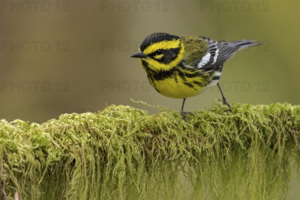 Townsend's Warbler (Dendroica townsendi) perched on a branch in Victoria, BC, Canada