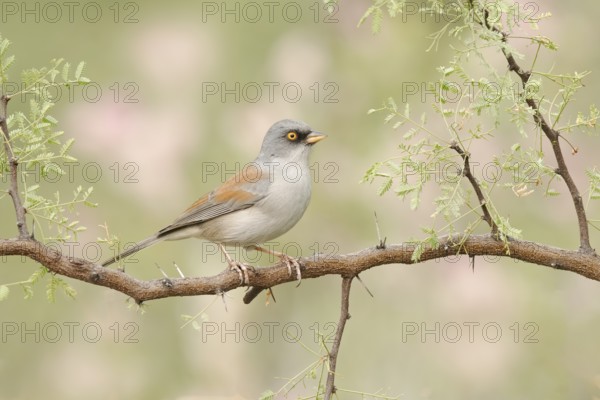 Yellow-eyed Junco (Junco phaeonotus) perched on a branch, Minnesota, USA