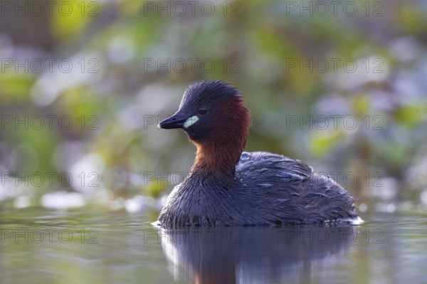 Little Grebe (Tachybaptus ruficollis), North Rhine-Westphalia, Germany