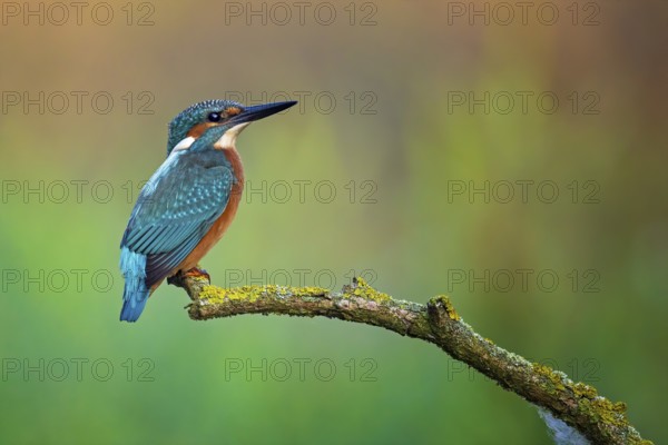 Common Kingfisher (Alcedo atthis) male perched on a branch, Saxony-Anhalt, Germany