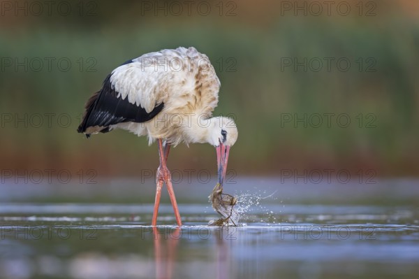 White Stork (Ciconia ciconia) foraging in shallow water, Saxony-Anhalt, Germany