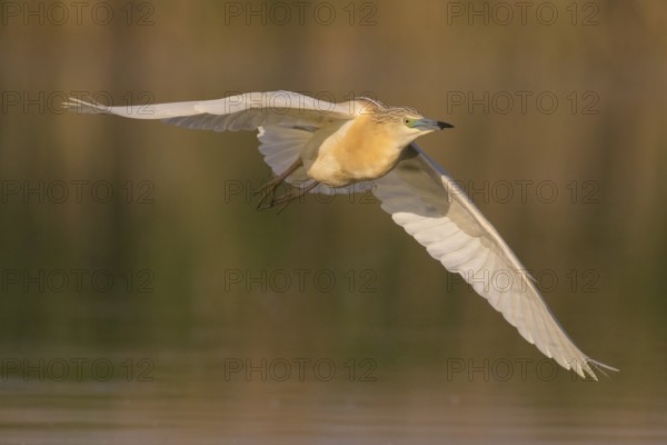 Squacco Heron (Ardeola ralloides) flying, Subotica, Serbia