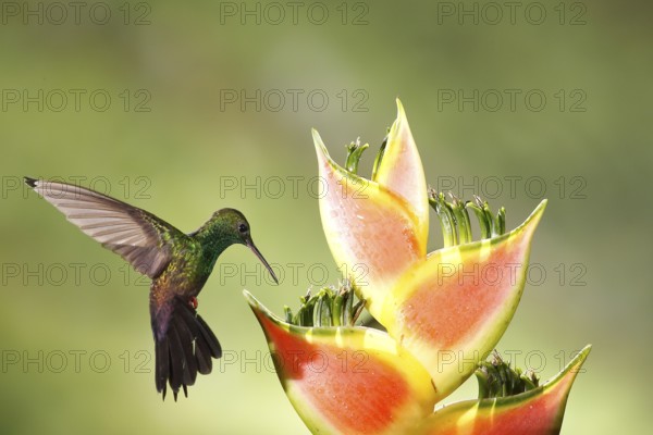Bronze-tailed Plumeleteer (Chalybura urochrysia) male flying while feeding at flower nectar, Costa Rica