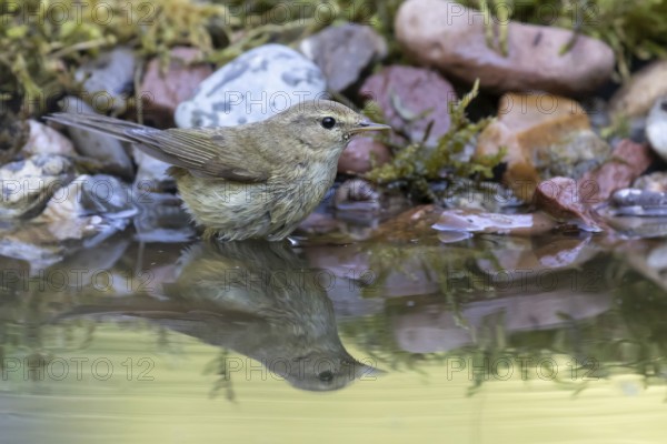 Common Chiffchaff (Phylloscopus collybita) perched at a waterhole, Lower Saxony, Germany