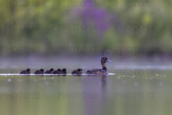 Tufted Duck (Aythya fuligula) female with chicks, North Rhine-Westphalia, Germany