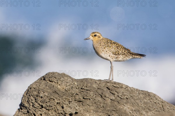 Pacific Golden Plover (Pluvialis fulva), Victoria, Australia
