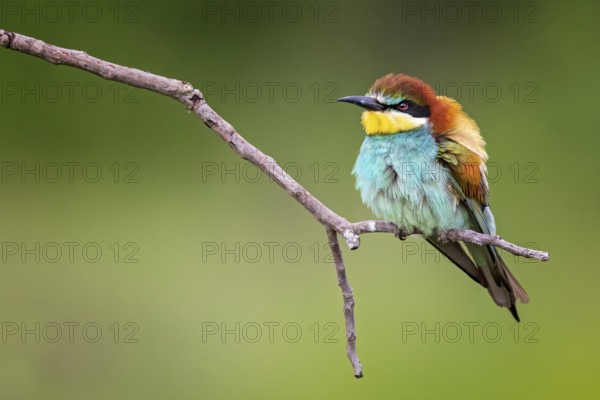 European Bee-eater (Merops apiaster) perched on a branch, Saxony-Anhalt, Germany