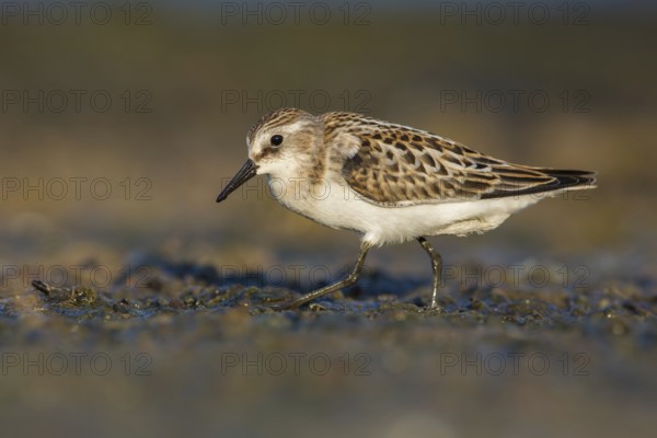 Little Stint (Calidris minuta) foraging, Poland