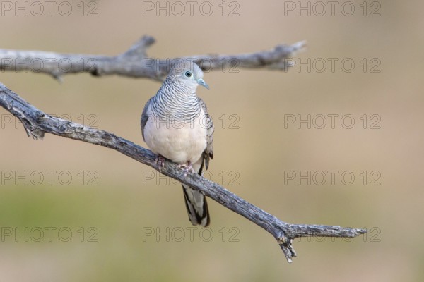 Peaceful Dove (Geopelia placida), Queensland, Australia
