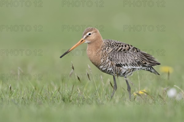 Bodenperspektive... Uferschnepfe *Limosa limosa* in einer Frühlingswiese