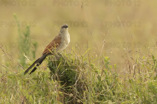 White-browed Coucal (Centropus superciliosus), Lake Baringo, Kenya