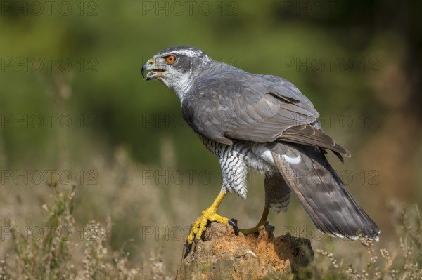 Northern Goshawk (Accipiter gentilis) male, Netherlands