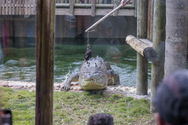 Feeding Maximo, the largest crocodile during a show at the St. Augustine Alligator Farm Zoological Park in Florida