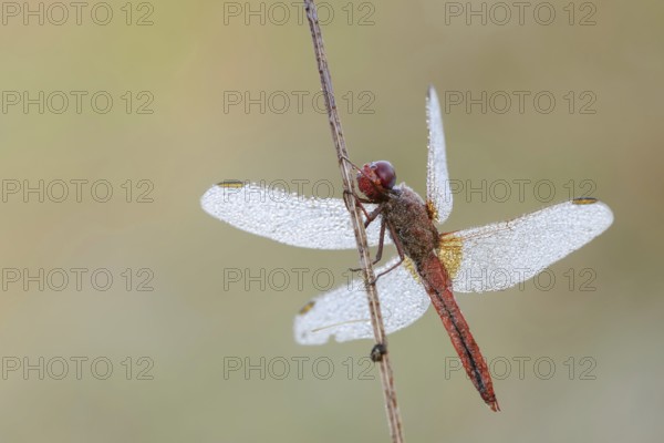 Scarlet Dragonfly (Crocothemis erythraea), male with dewdrops, North Rhine-Westphalia, Germany