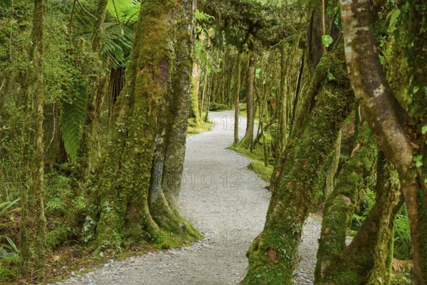 Picturesque forest path surrounded by moss-covered trees, summer, Lake Matheson, Fox Glacier, South Island, New Zealand