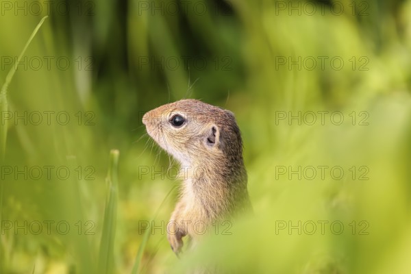 An adult European ground squirrel (Spermophilus citellus) or European souslik stands in a meadow with tall green vegetation, partially obscured by green vegetation