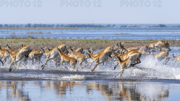 Red Lechwe group, Kobus leche, running for crossing the Chobe river. Wild antelopes in natural habitat action, showing water crossing and agile movement. Chobe National Park, Botswana