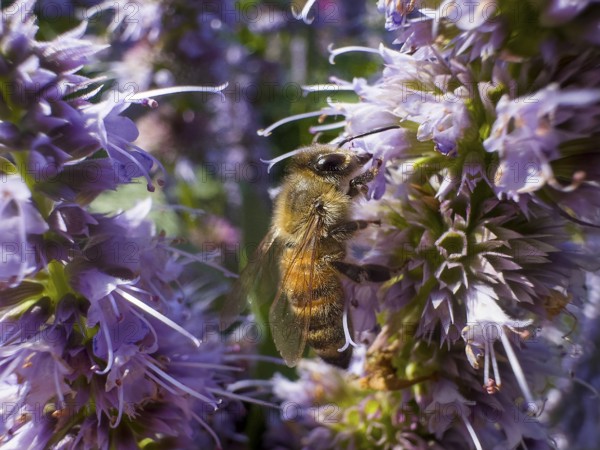 Honey bee (Apis) sitting on scented nettle, aniseed scented nettle, aniseed hyssop, aniseed giant hyssop (Agastache foeniculum)