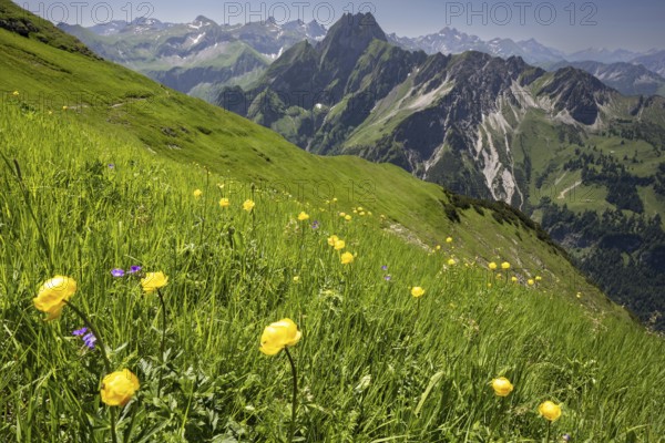 Mountain panorama with troll flowers (Trollius europaeus) from Laufbacher-Eckweg to Höfats, 2259m, Allgäu Alps, Allgäu, Bavaria, Germany