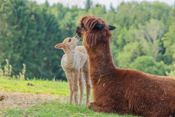 A freshly born white alpaca (Vicugna pacos) stands in front of its brown mother and sniffer on her snout (kisses her)