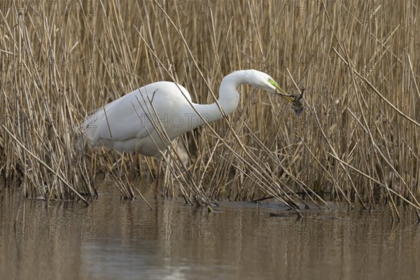 Great white egret (Ardea alba) adult bird in water on the edge of a reedbed with a frog for food in its beak in spring, England, United Kingdom