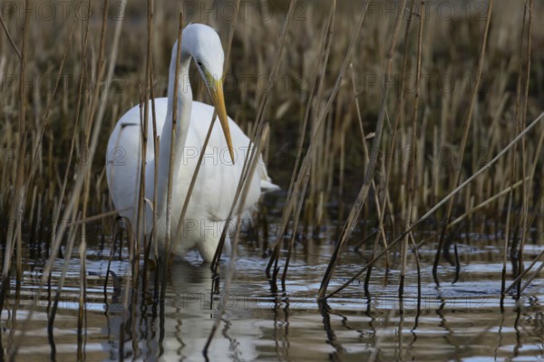 Great white egret (Ardea alba) adult bird in water on the edge of a reedbed, England, United Kingdom