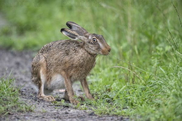 European hare (Lepus europaeus), Emsland, Lower Saxony, Germany