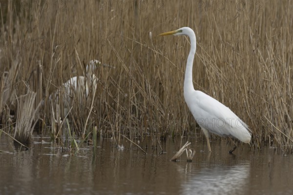 Great white egret (Ardea alba) adult bird in water on the edge of a reedbed, England, United Kingdom