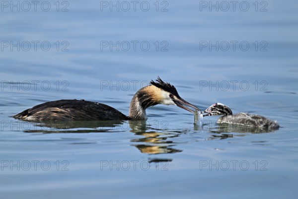 Great crested grebe (Podiceps scalloped ribbonfish) feeding its offspring, Lake Zug, Canton Zug, Switzerland