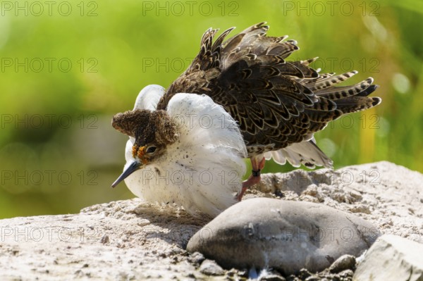 A bird with special feathers stands on a stone in a natural environment, ruff (Calidris pugnax, syn.: Philomachus pugnax), courtship display, France