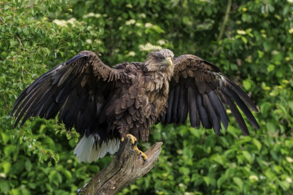 Mighty eagle with outstretched wings on a tree trunk, white-tailed eagle (Haliaeetus albicilla), France