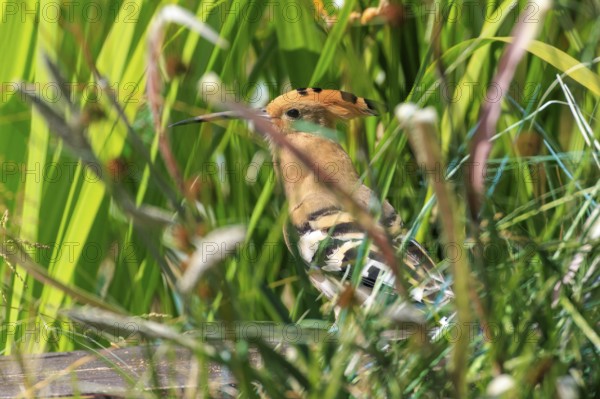 Hoopoe (Upupa epops), France