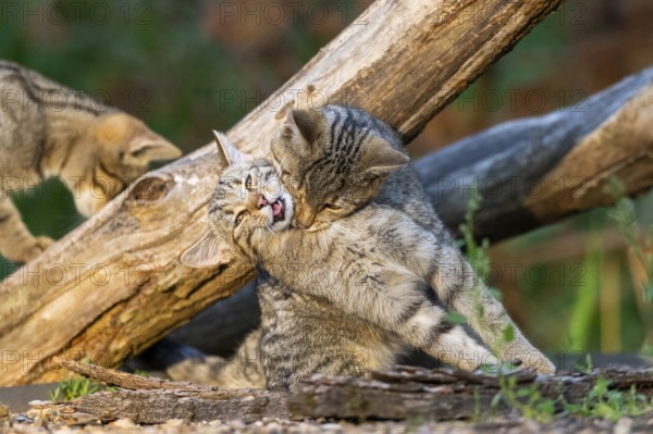 European wildcat (Felis silvestris silvestris) playing on the ground, Hesse, Germany