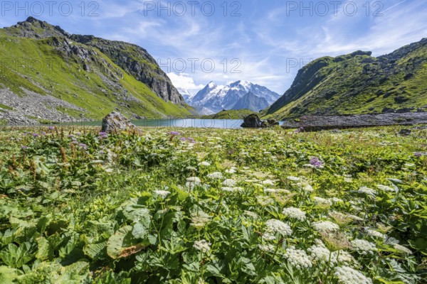 Sea of flowers at a mountain lake with view of mountain peaks, Lac du Louvie with summit Grand Combine, Valais Alps, Val de Bagnes, Valais, Switzerland