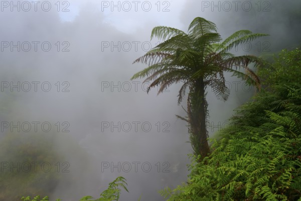 Lone fern tree rises out of misty, steaming forest, Te Manaroa Spring, Hot Spring, Waikite Valley, Bay of Plenty, North Island, New Zealand