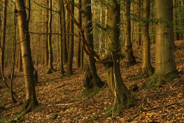 Forest at sunset. Hollmuth, Neckargemünd, Rhine-Neckar district, Baden-Württemberg, Germany