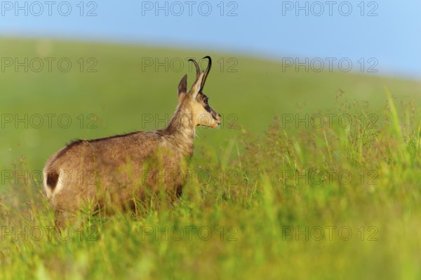 Chamois standing in a green meadow with a view into the distance, chamois, chamois, (Rupicapra rupicaprae), wildlife, Vosges, France