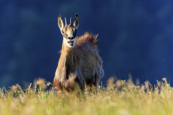 A chamois looks directly into the camera, surrounded by grass and blue sky, chamois, chamois, (Rupicapra rupicaprae), wildlife, Vosges, France