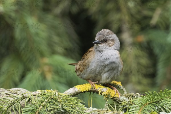A dunnock (Prunella modularis) sitting on a branch covered with lichen against a green background, Hesse, Germany