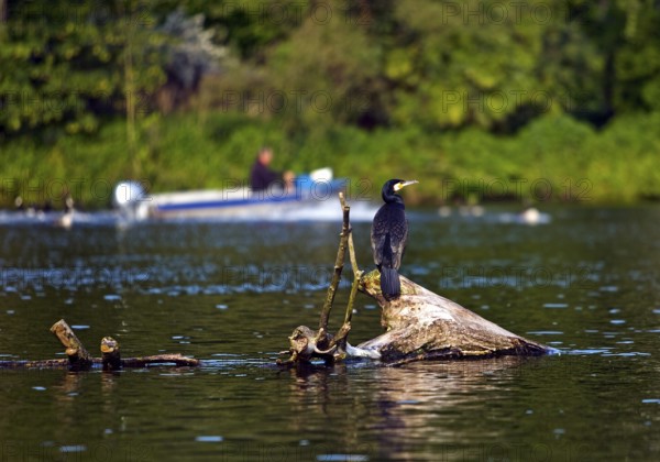 A cormorant sits on a tree stump in the Ruhr and a boat with a human sails in the background, Witten, Ruhr area, Germany