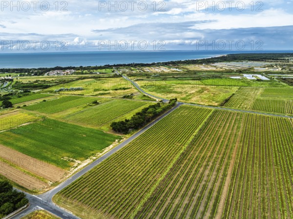 Fields and Grape plantations from a drone, Saint-Clement-des-Baleines, Atlantic, France
