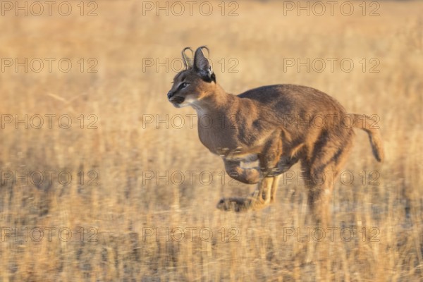 Caracal (Caracal caracal) adult hunting, Castile-La Mancha, Spain