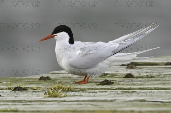 South American Tern (Sterna hirundinacea), Falkland Islands