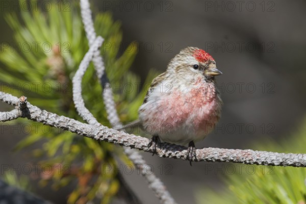 Lesser Redpoll - Alpen-Birkenzeisig - Carduelis cabarett, Slovakia, adult male