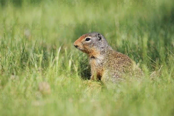 Columbia ground squirrel (Urocitellus columbianus, Spermophilus columbianus), British Columbia, Canada